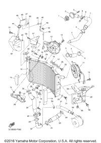 Radiator Hose