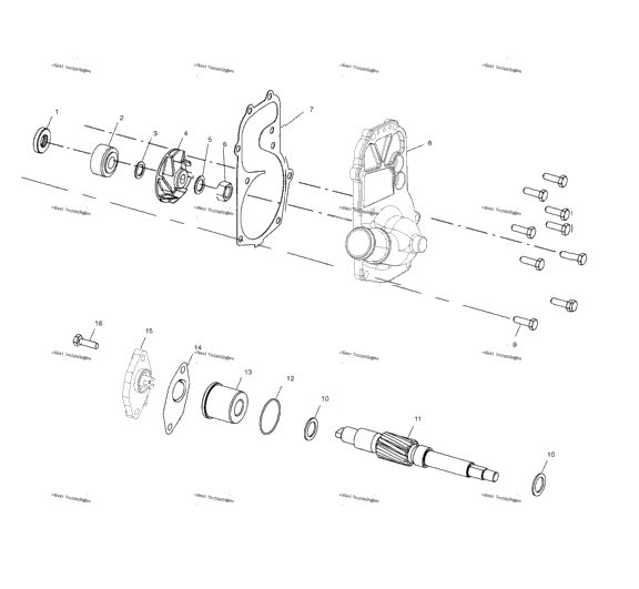 Water Pump/Oil Pump